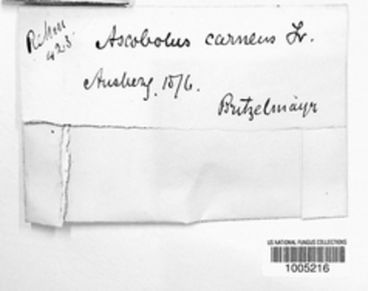 Iodophanus carneus image